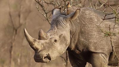 World Rhino Day: la Giornata Mondiale del Rinoceronte fa riflettere sulla conservazione della fauna selvatica