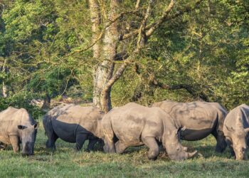 Rinoceronti bianchi: liberati in Sudafrica dall'allevamento di un miliardario