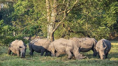 Rinoceronti bianchi: liberati in Sudafrica dall’allevamento di un miliardario