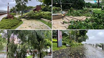 Tifone Saola in Cina meridionale: evacuazioni di massa e preoccupazioni per i danni a Hong Kong