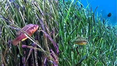 Pesce tropicale: avvistata nuova specie