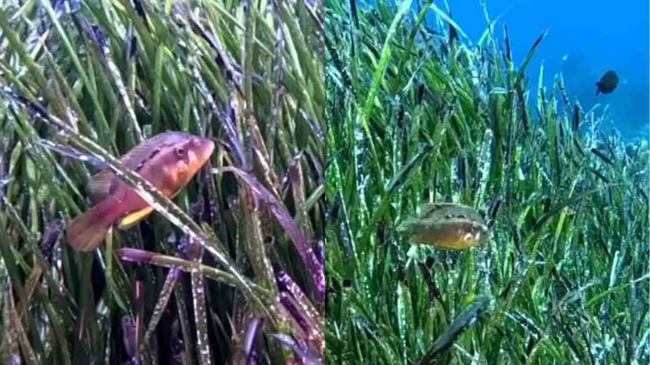 Pesce tropicale: avvistata nuova specie