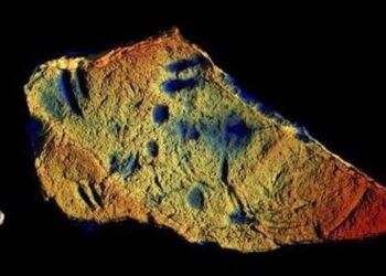 Pesci abissali risalenti a 130 milioni di anni fa: rinvenute tracce fossili