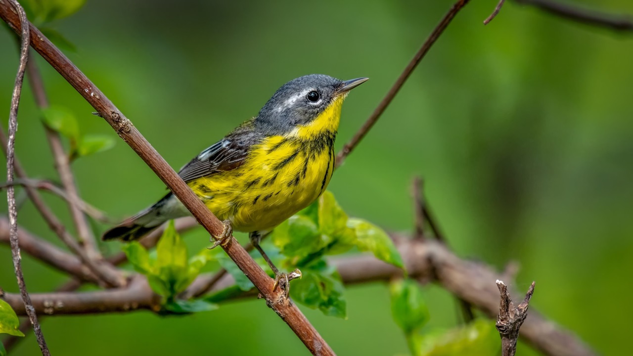 Uccelli nordamericani invadono il Regno Unito: evento eccezionale per i birdwatcher