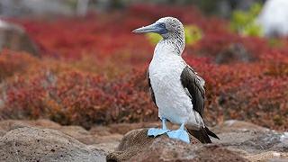 Influenza aviaria alle Galápagos: a rischio le specie di uccelli dell’arcipelago