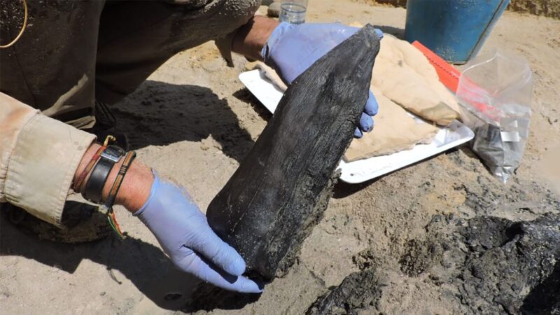 L’uomo costruiva con il legno già 476.000 anni fa: scoperta in Zambia
