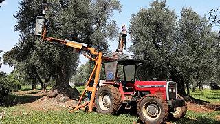 Xylella: nanotecnologie e peptidi per il contenimento dell’epidemia degli ulivi