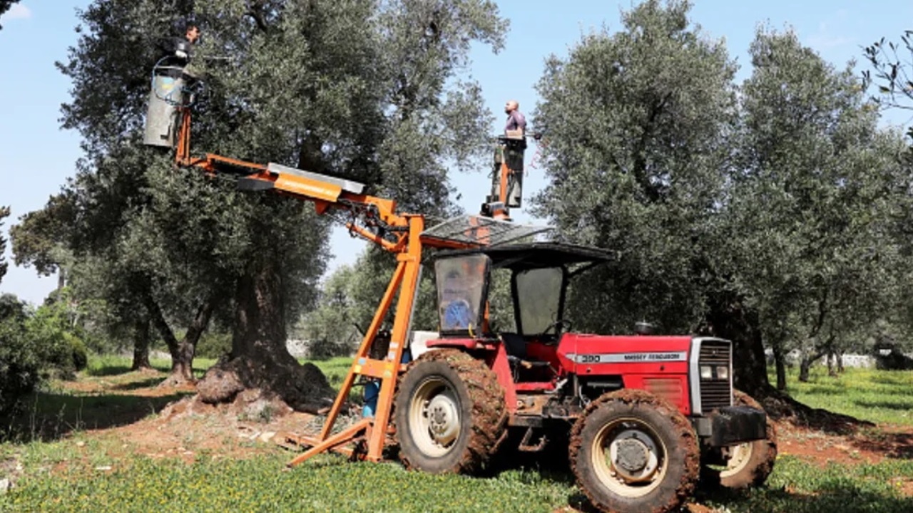 Xylella: nanotecnologie e peptidi per il contenimento dell’epidemia degli ulivi