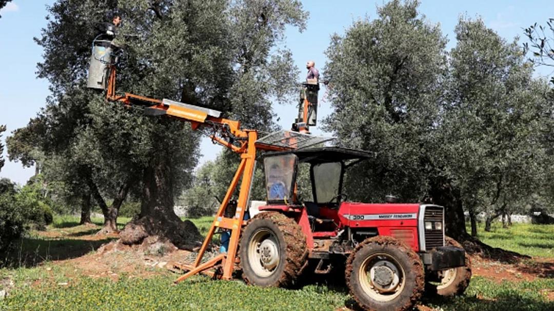 Xylella: nanotecnologie e peptidi per il contenimento dell’epidemia degli ulivi
