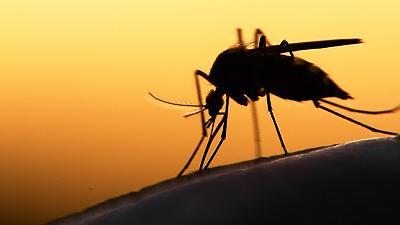 Gene-drive e ruolo delle zanzare: implicazioni per la biodiversità e la salute globale