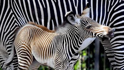 Zebra di Grevy: nascita eccezionale al Bioparco di Roma