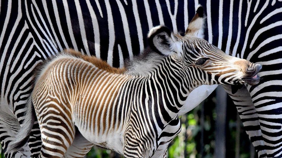 Zebra di Grevy: nascita eccezionale al Bioparco di Roma