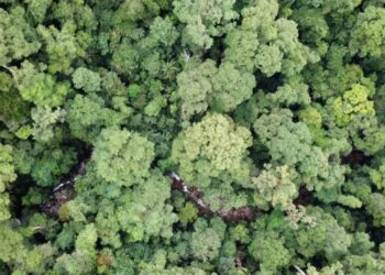 Foresta amazzonica: scoperte migliaia di antiche strutture nascoste