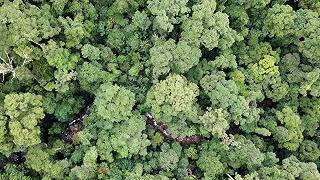 Foresta amazzonica: scoperte migliaia di antiche strutture nascoste