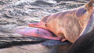 Crisi ambientale in Amazzonia: morti 150 delfini