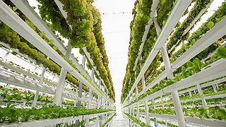 Kilometro Verde: inaugurata a Brescia la più grande vertical farm d’Europa