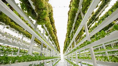Kilometro Verde: inaugurata a Brescia la più grande vertical farm d’Europa