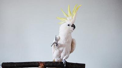 Snowball: il pappagallo cacatua ballerino che inventa mosse di danza
