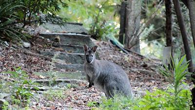 Wallaby dell’Isola dei Cipressi: i marsupiali hanno trovato una nuova casa