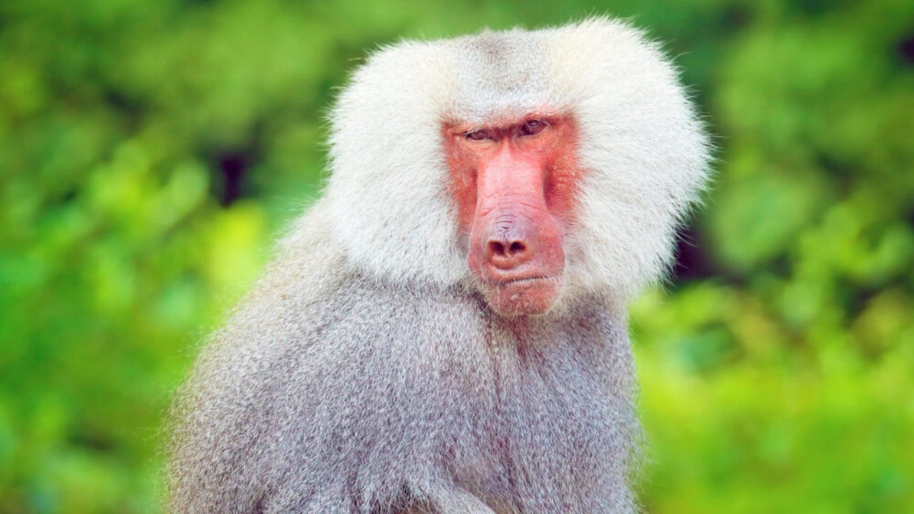 Babbuini mummificati in Egitto: scoperte ed enigmi svelati