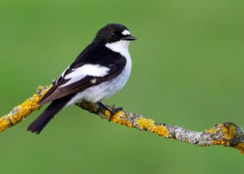 Uccelli migratori: un nuovo studio valuta l'impatto del cambiamento climatico
