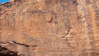 Incisioni rupestri in Arabia Saudita: raffigurata una specie di cammelli estinta migliaia di anni fa
