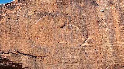 Incisioni rupestri in Arabia Saudita: raffigurata una specie di cammelli estinta migliaia di anni fa