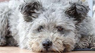 Cane Pumi: intelligente e protettivo di origine ungherese