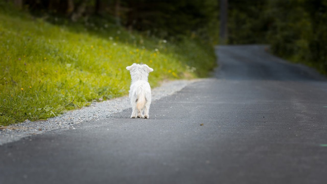 Animali: l’Enpa rivela che in estate sono stati abbandonati 83 cani al giorno