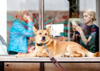 Cane legato fuori da un negozio: prima multa in Spagna in base alla Legge sul benessere degli animali