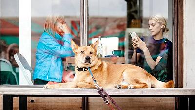 Cane legato fuori da un negozio: prima multa in Spagna in base alla Legge sul benessere degli animali
