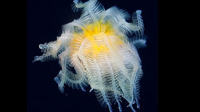 Creatura marina scoperta grazie a Instagram: l’immagine la ritrae al largo della costa del Giappone