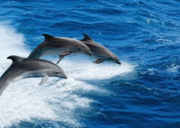 Delfini: un nuovo studio rivela che la socialità cresce con l'abbondanza di cibo