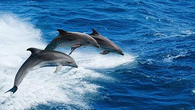 Delfini: un nuovo studio rivela che la socialità cresce con l’abbondanza di cibo