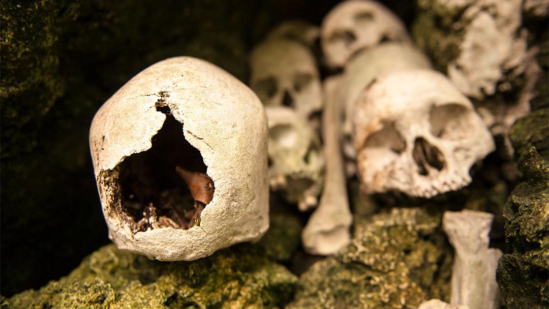C’è stato un periodo in cui l’uomo era cannibale e un nuovo studio lo conferma