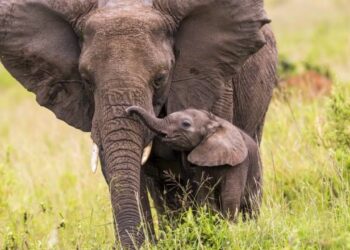 Elefanti: Ojai in California è la prima città degli Stati Uniti a riconoscerne il diritto alla libertà