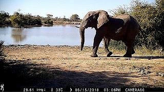 Paura dell’uomo: lo studio sudafricano sulla reazione degli animali della Savana