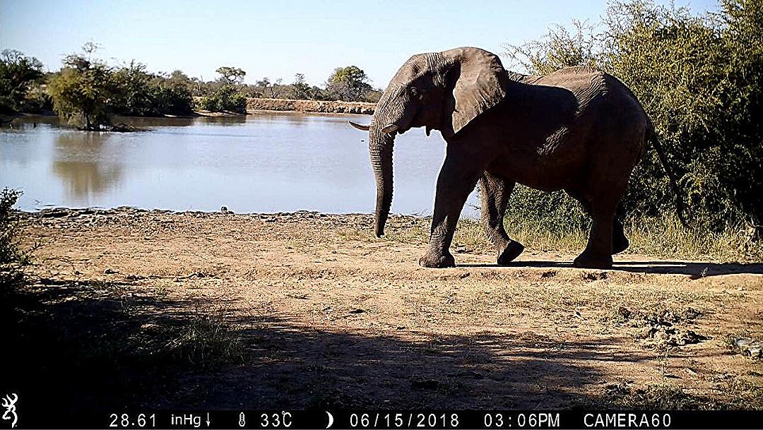 Paura dell’uomo: lo studio sudafricano sulla reazione degli animali della Savana