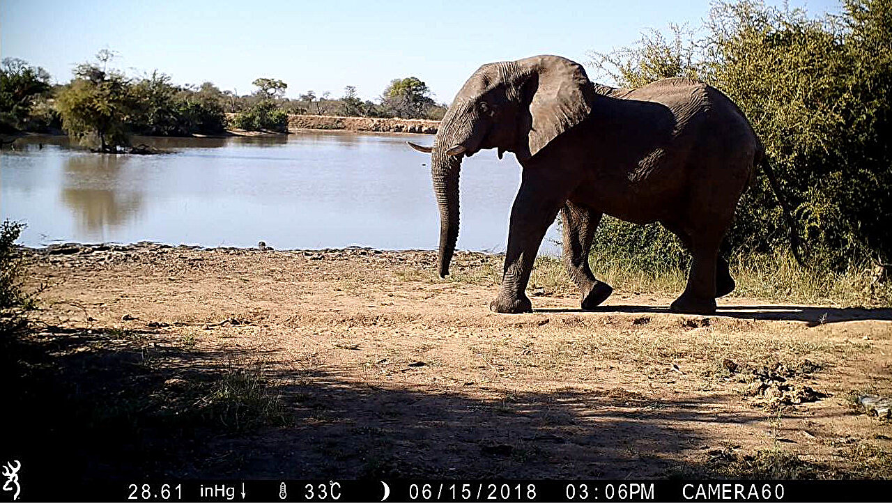 Paura dell’uomo: lo studio sudafricano sulla reazione degli animali della Savana