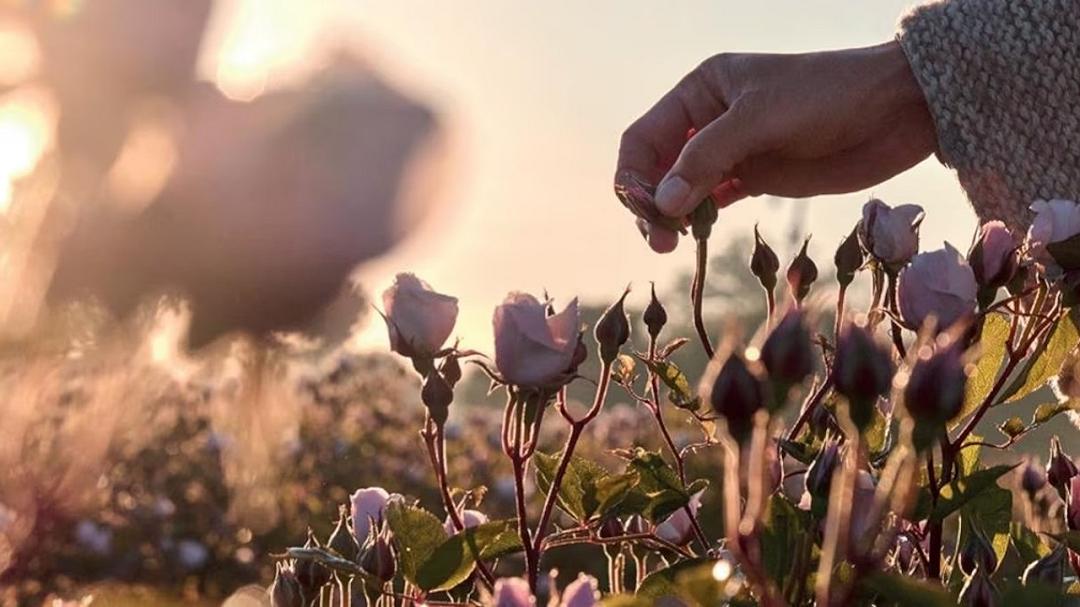 Hélios di Lvmh: l’avanguardia della cosmetica da Dior a Guerlain