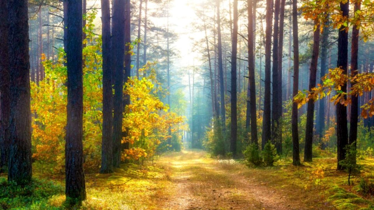 Foreste: il WWF lancia un appello per salvarle