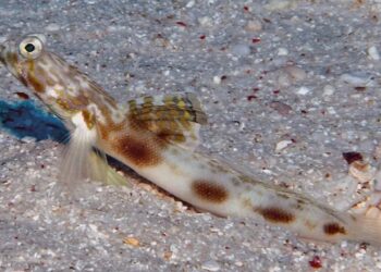 Tomiyamichthys elliotensis: scoperta nuova specie di pesce nella Grande Barriera Corallina australiana