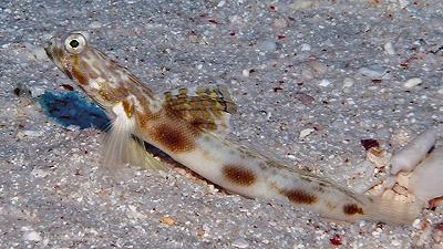 Tomiyamichthys elliotensis: scoperta nuova specie di pesce nella Grande Barriera Corallina australiana