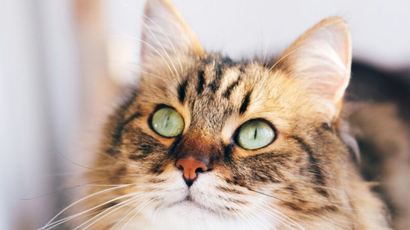 Gatti: scoperti i 276 segnali espressivi della loro comunicazione facciale