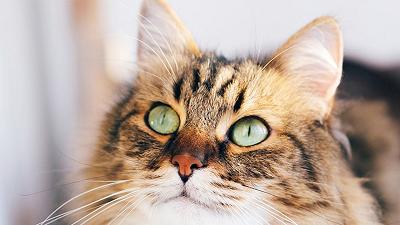 Gatti: scoperti i 276 segnali espressivi della loro comunicazione facciale