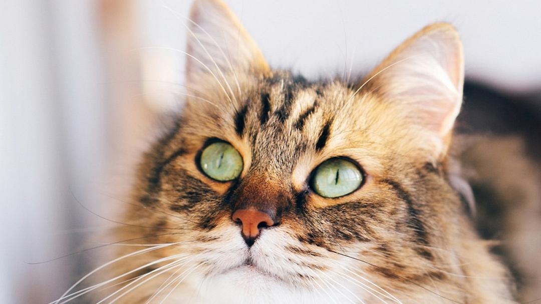 Gatti: scoperti i 276 segnali espressivi della loro comunicazione facciale