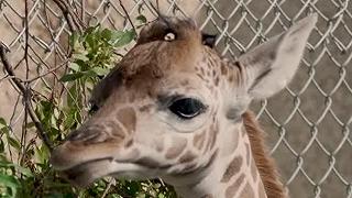 Kendi: la giraffa nata allo zoo di Oakland è una speranza di biodiversità