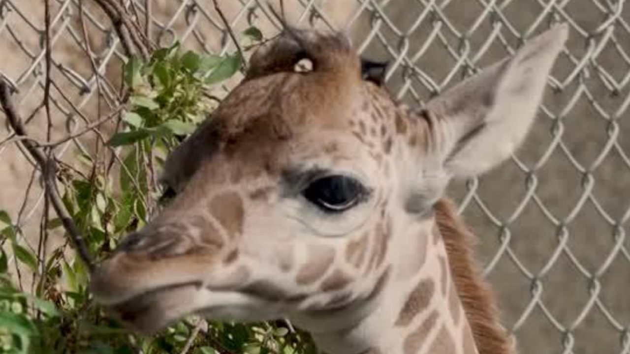 Kendi: la giraffa nata allo zoo di Oakland è una speranza di biodiversità