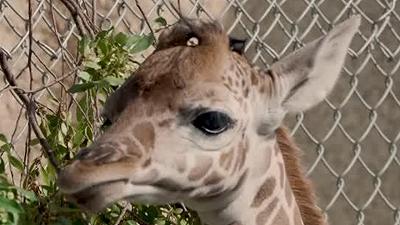 Kendi: la giraffa nata allo zoo di Oakland è una speranza di biodiversità