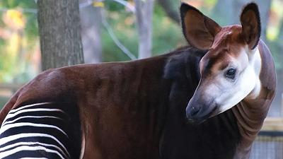 Giornata mondiale dell’okapi: celebrazione di un mammifero interessante ma poco studiato